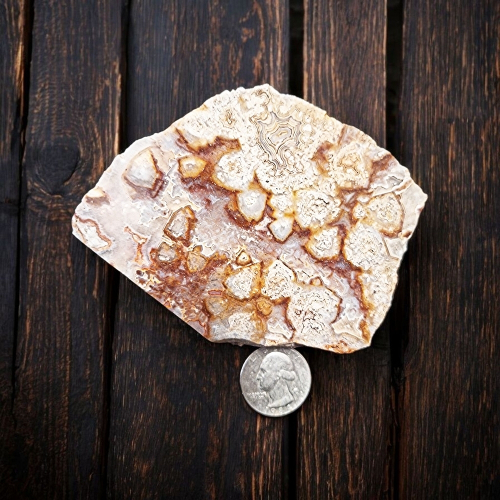 ✨️Crazy Lace Agate Semiprecious Gemstone Large!